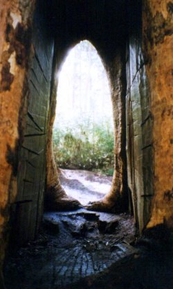 Hollow Tree
