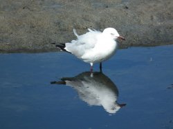Bird Mirror