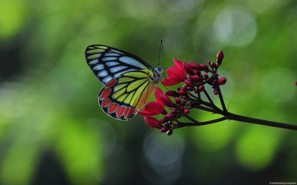 Tropical Beauty