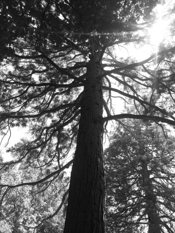 Sun Through The Trees