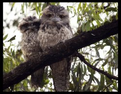 Frogmouth & Chick