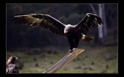 Tassie Wedge Tail Eagles