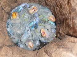 5 Rosella Chicks In Fence Post Nest