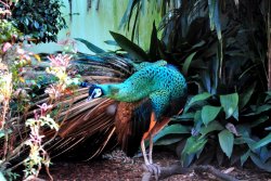 Mr Peacock