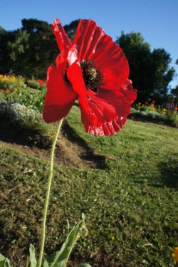 'head Held High - Anzac Spirit'