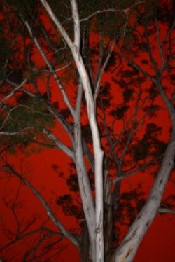 2pm Bushfire Coming