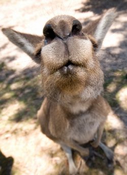 Whistling Roo