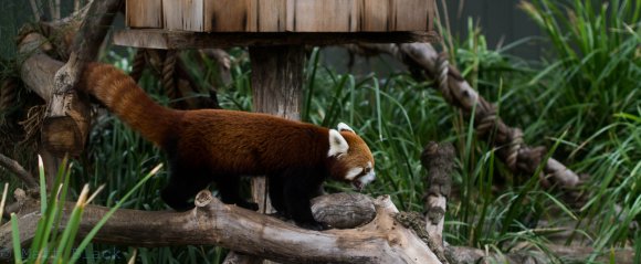 Red Panda On A Log