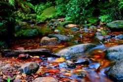 Canyon Creek
