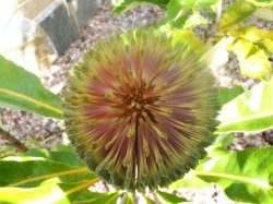 Banksia