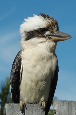 Kookaburra