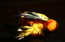 Parrot Embrace