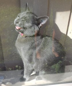 Milly Laughing