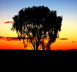 Country Sunset