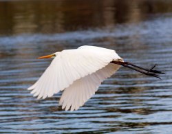 Egret Flying
