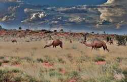 Camels Of The Desert