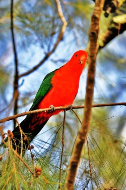 King Parrot