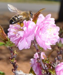 Bees Knees
