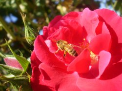 Spring Bee