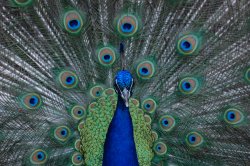 Peacock Beauty