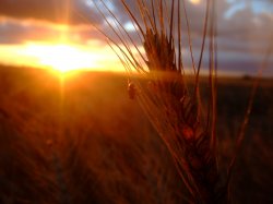Sunset, Wheat And Fly