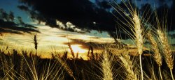 Wheat