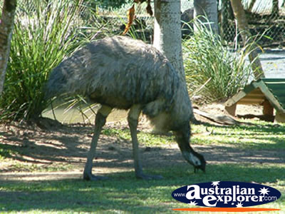 Johnston River Croc Farm Emu . . . CLICK TO VIEW ALL EMUS POSTCARDS