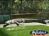 Crocodile at Innisfail Johnstone River Croc Farm . . . CLICK TO ENLARGE