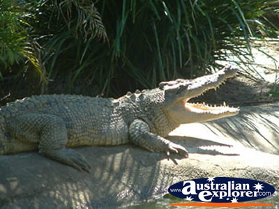 Close up of Large Crocodile at Innisfail Johnstone River Croc Farm . . . CLICK TO VIEW ALL SALTWATER CROCODILES (FARM) POSTCARDS