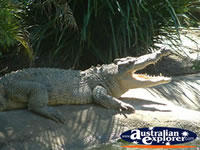 Close up of Large Crocodile at Innisfail Johnstone River Croc Farm . . . CLICK TO ENLARGE