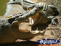 Two Crocodiles at Innisfail Johnstone River Croc Farm . . . CLICK TO ENLARGE