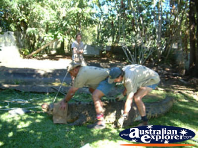 Trainers at Innisfail Johnstone River Croc Farm . . . CLICK TO VIEW ALL SALTWATER CROCODILES (FARM) POSTCARDS
