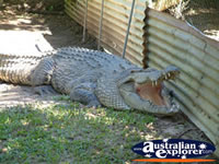 Crocodile at Johnstone River Croc Farm . . . CLICK TO ENLARGE