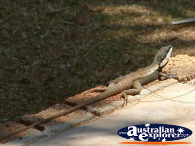 Mile Beach Lizard . . . CLICK TO VIEW ALL WATER MONITORS POSTCARDS