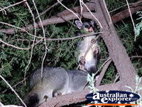 Echuca Possums . . . CLICK TO ENLARGE