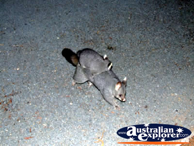 Possum on Road in Echuca . . . CLICK TO VIEW ALL POSSUMS POSTCARDS