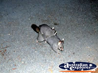 Possum on Road in Echuca . . . CLICK TO ENLARGE
