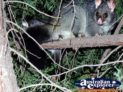 Wide Eyed Possum . . . CLICK TO VIEW ALL POSSUMS POSTCARDS