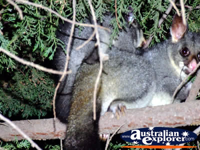 Close up of Two Possums . . . CLICK TO VIEW ALL POSSUMS POSTCARDS