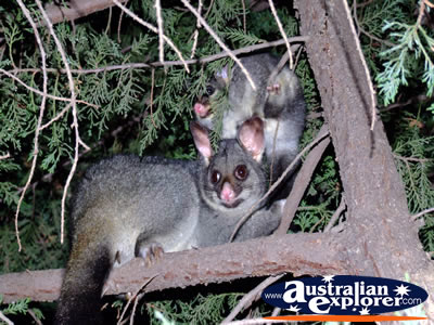 Two Possums in Trees . . . CLICK TO VIEW ALL POSSUMS POSTCARDS