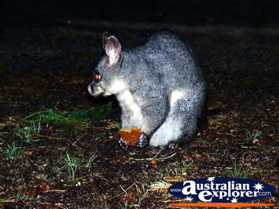 Possum in Kyneton  . . . CLICK TO VIEW ALL POSSUMS POSTCARDS