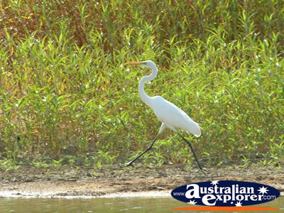 Bird on Land at Fitzroy Crossing Geikie Gorge  . . . CLICK TO VIEW ALL SAND PIPERS POSTCARDS