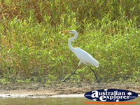 Bird on Land at Fitzroy Crossing Geikie Gorge  . . . CLICK TO ENLARGE