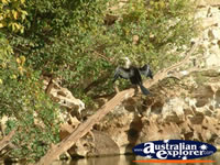 Flying Bird at Fitzroy Crossing Geikie Gorge . . . CLICK TO ENLARGE