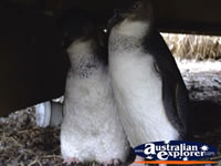 Penguins at Phillip Island . . . CLICK TO ENLARGE