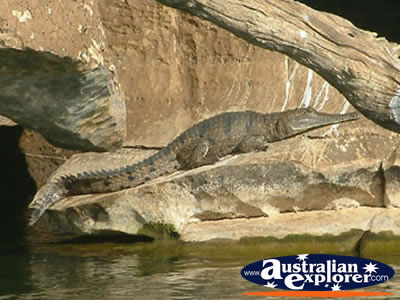 Fitzroy Crossing Geikie Gorge Crocodile Sunbaking . . . CLICK TO VIEW ALL FRESHWATER CROCODILES POSTCARDS