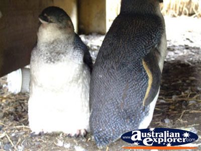 Phillip Island Penguins . . . CLICK TO VIEW ALL FAIRY PENGUINS POSTCARDS