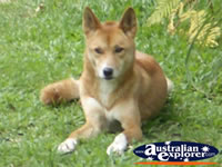 Australia Zoo Dingo Close Up . . . CLICK TO ENLARGE
