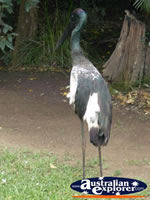 Australia Zoo Jabiru . . . CLICK TO ENLARGE