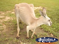 Australia Zoo Kangaroo . . . CLICK TO ENLARGE